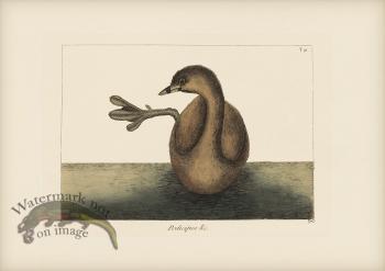 091 Grebe